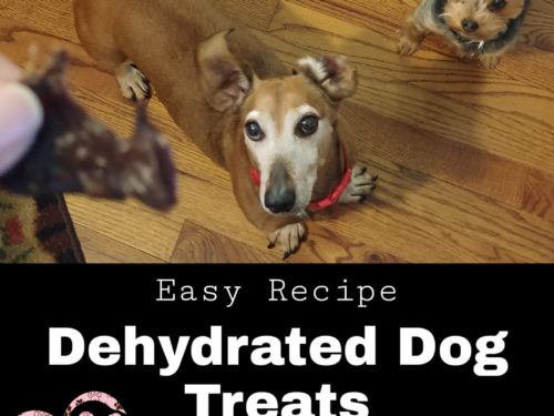 Dehydrated butternut squash dog hot sale treats